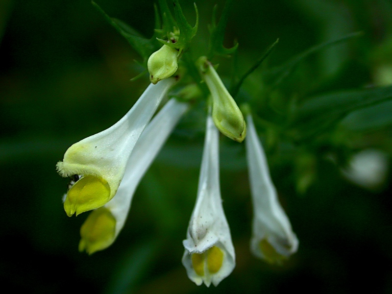 Image of Melampyrum pratense specimen.