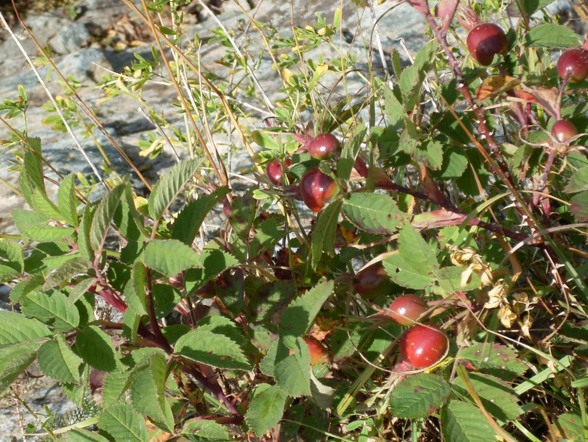 Image of Rosa villosa specimen.