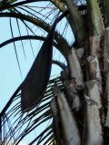 Butia capitata. Верхушка дерева с присоцветным листом. Сочи, дендрарий. 17.03.2009.