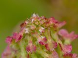 Rumex aeroplaniformis. Верхушка цветущего и плодоносящего побега. Израиль, Шарон, г. Герцлия, высокий берег Средиземного моря. 20.03.2012.