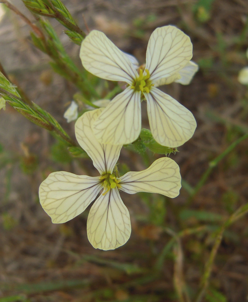 Изображение особи Raphanus raphanistrum.