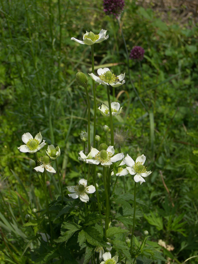 Изображение особи Anemone virginiana.