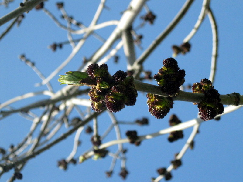 Image of Fraxinus excelsior specimen.