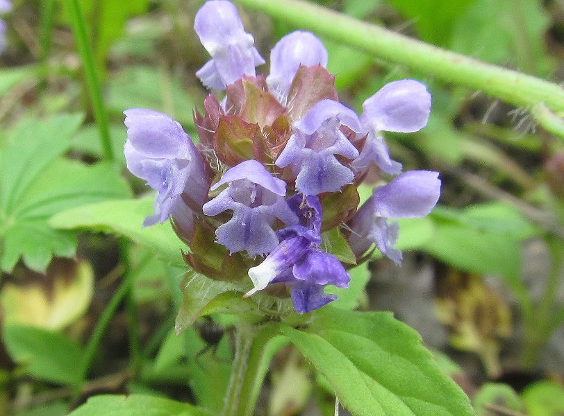 Image of Prunella vulgaris specimen.