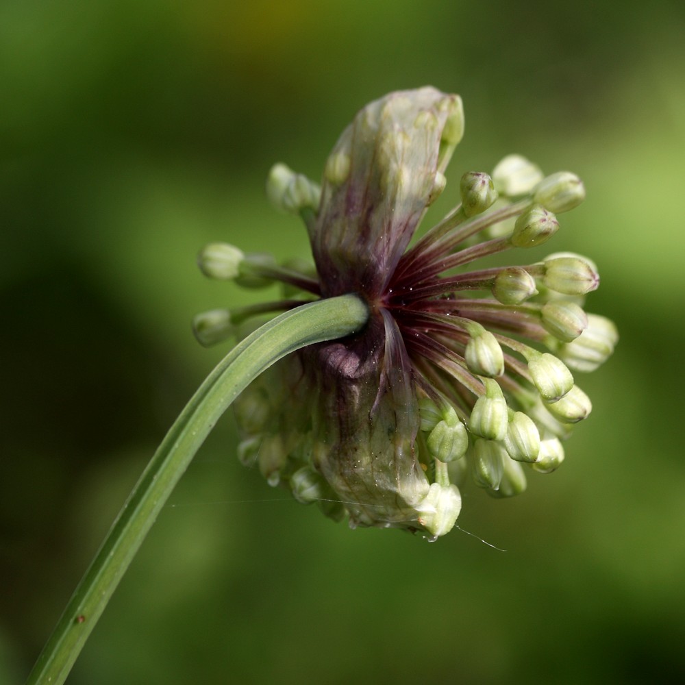 Image of Allium microdictyon specimen.