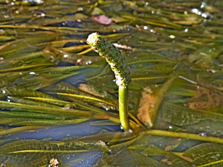 Изображение особи Potamogeton lucens.