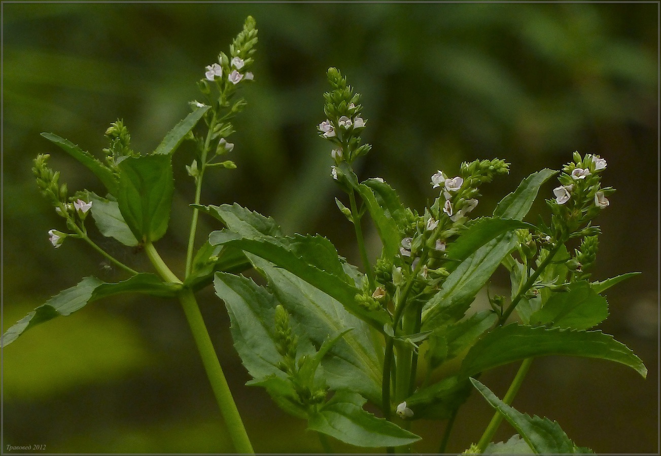 Изображение особи Veronica anagallis-aquatica.