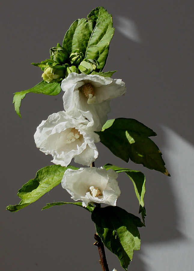 Image of Hibiscus syriacus specimen.