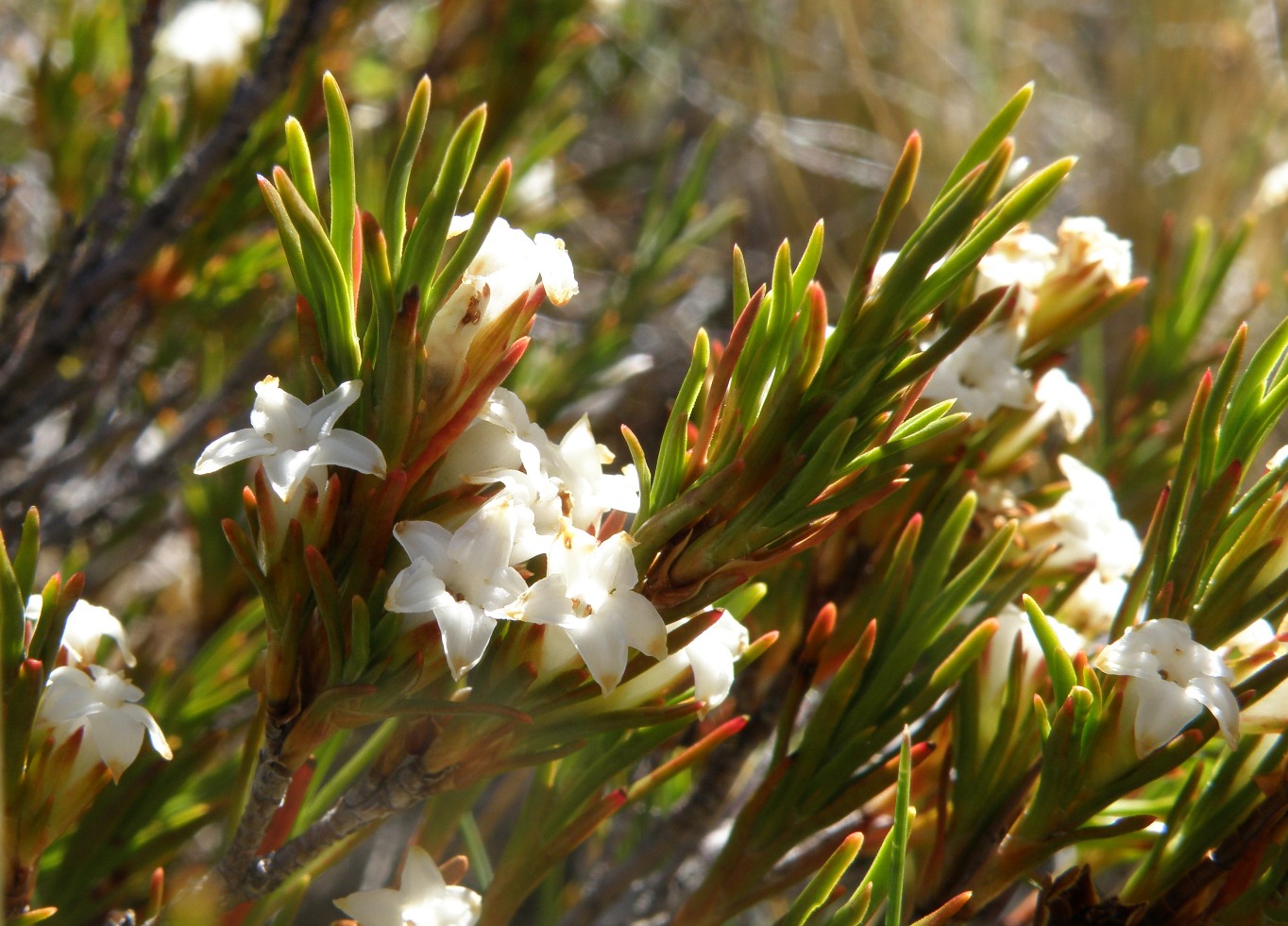 Image of Dracophyllum palustre specimen.