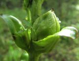 Pedicularis sceptrum-carolinum. Плод. Коми, Сысольский р-н, окр. пос. Щугрэм, тайга, старая заросшая дорога. 11.08.2012.