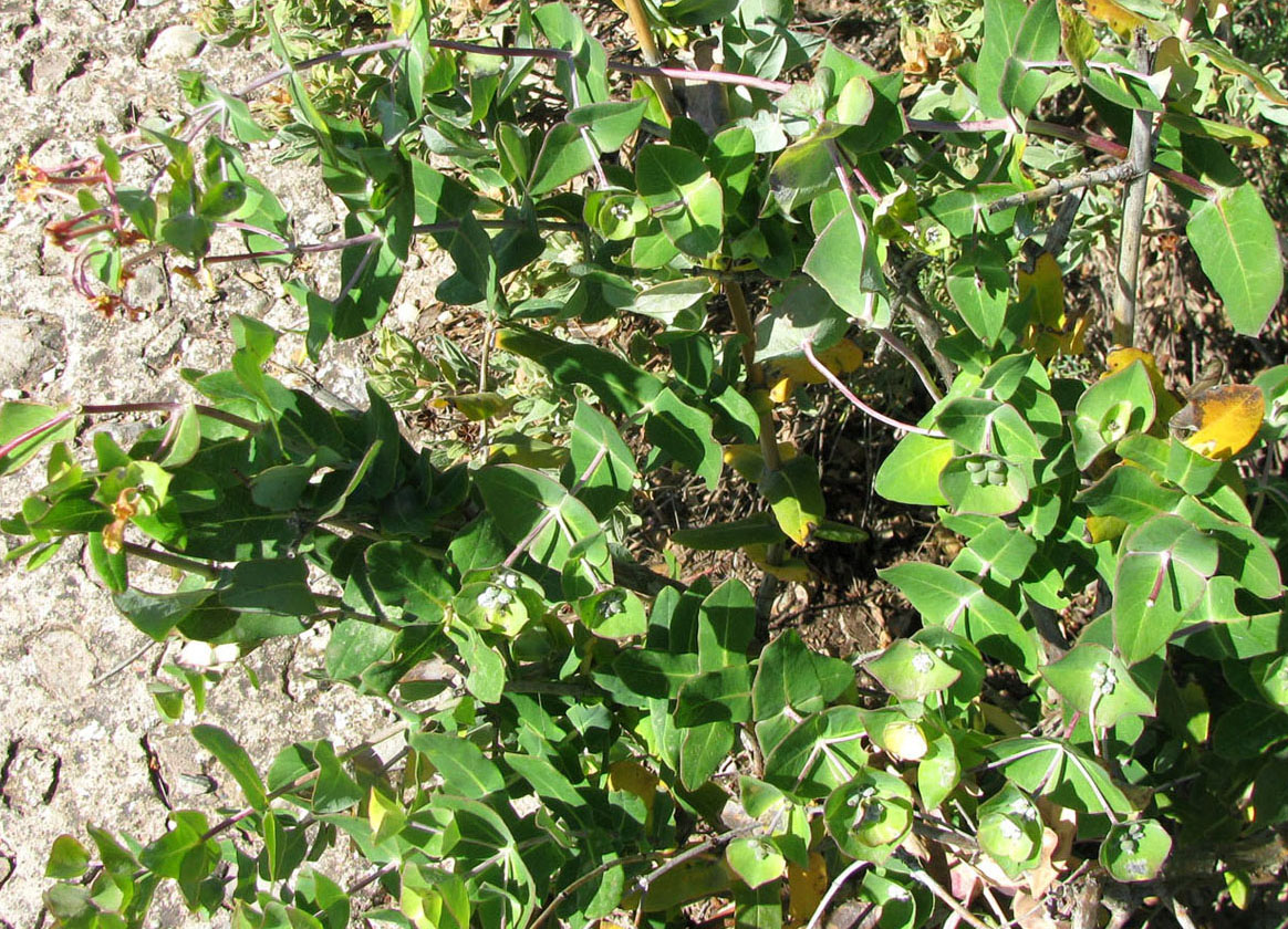 Image of Lonicera implexa specimen.