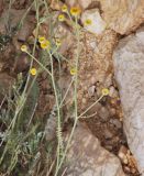Tanacetum negevensis. Цветущее растение. Israel, Negev Mountains. 16.04.2010.