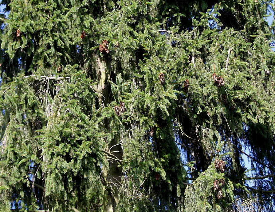 Image of Picea abies specimen.