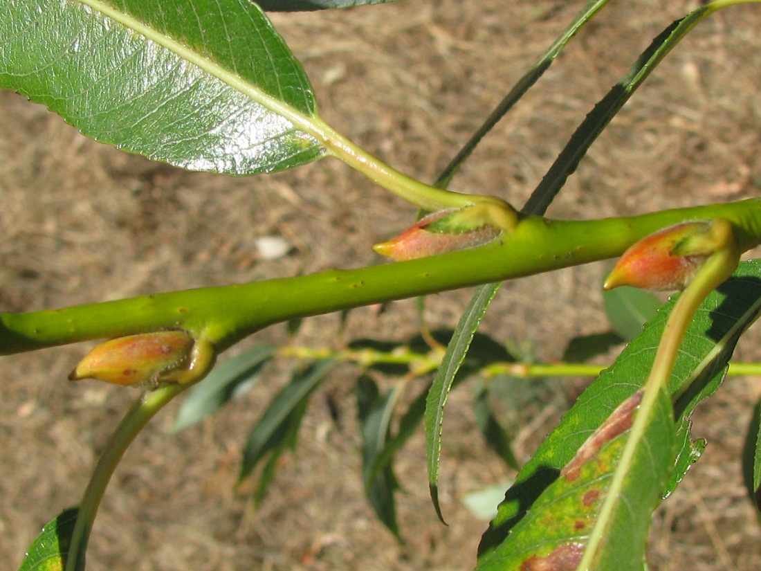 Image of Salix acutifolia specimen.