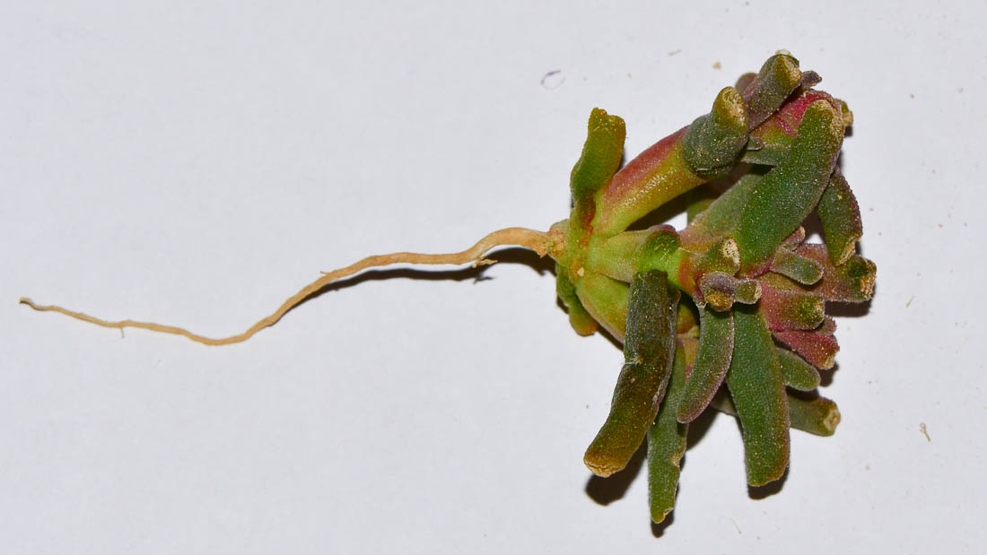 Image of Mesembryanthemum nodiflorum specimen.