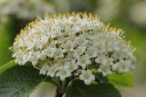 Viburnum lantana. Соцветие. Санкт-Петербург, в культуре. 26.05.2009.