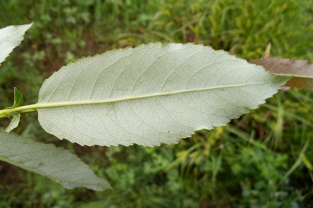 Image of Salix &times; schumanniana specimen.