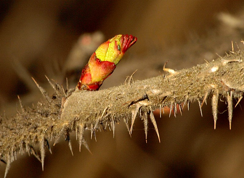 Image of Rosa rugosa specimen.