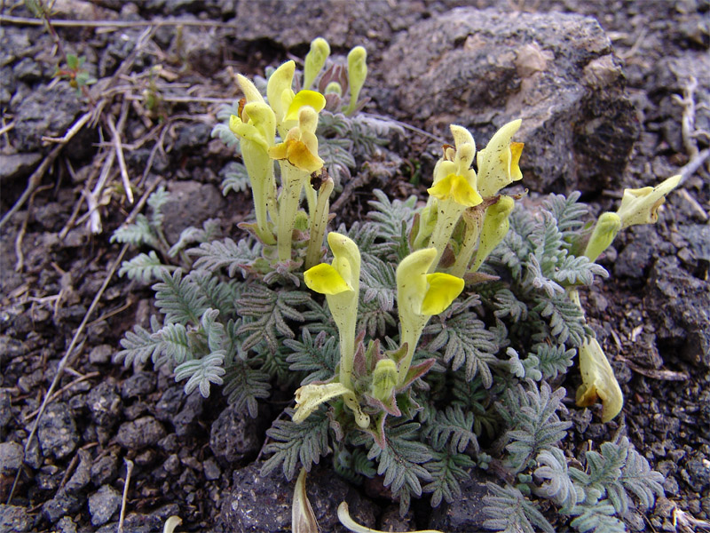 Image of Scutellaria grossheimiana specimen.