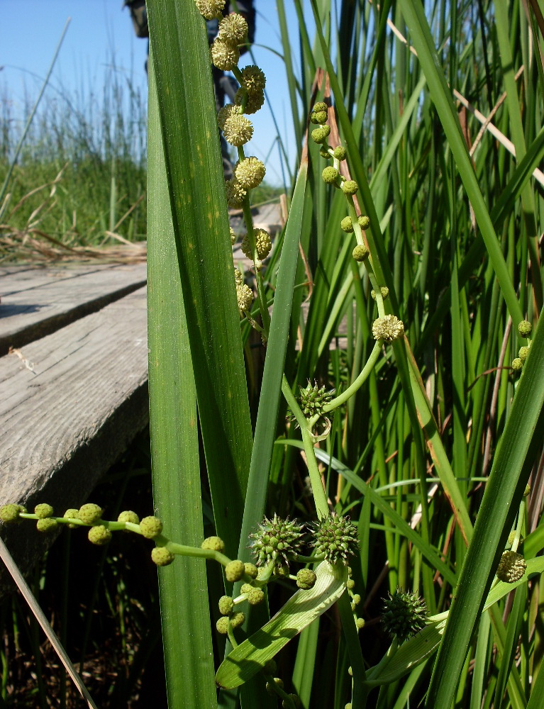 Изображение особи Sparganium erectum.