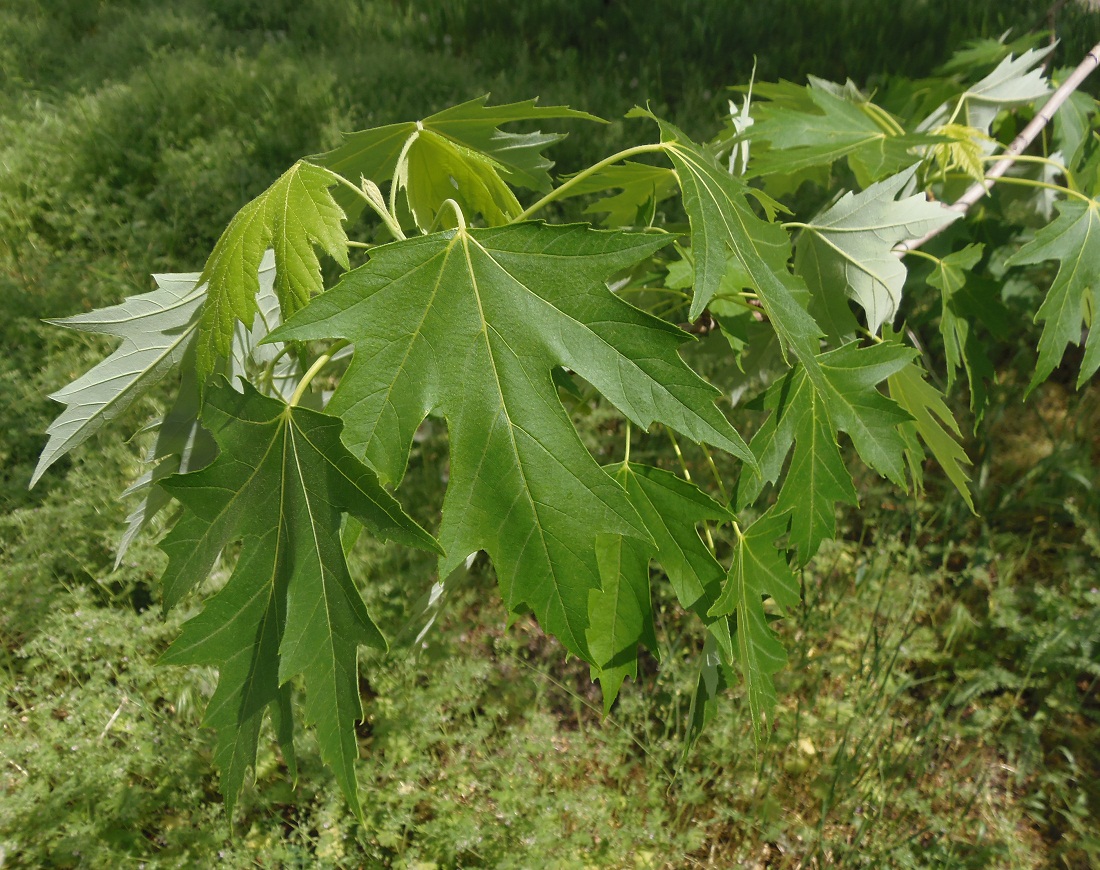 Image of Acer saccharinum specimen.