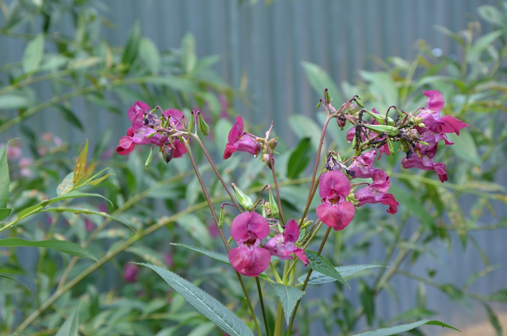 Image of Impatiens glandulifera specimen.