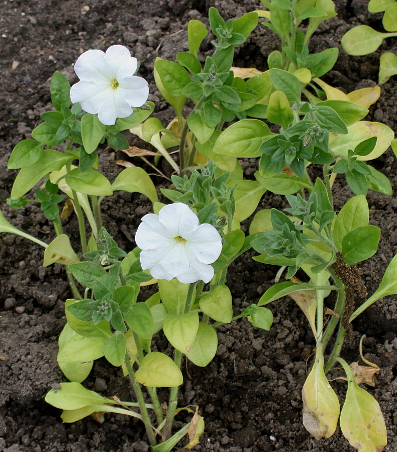 Image of Petunia axillaris specimen.