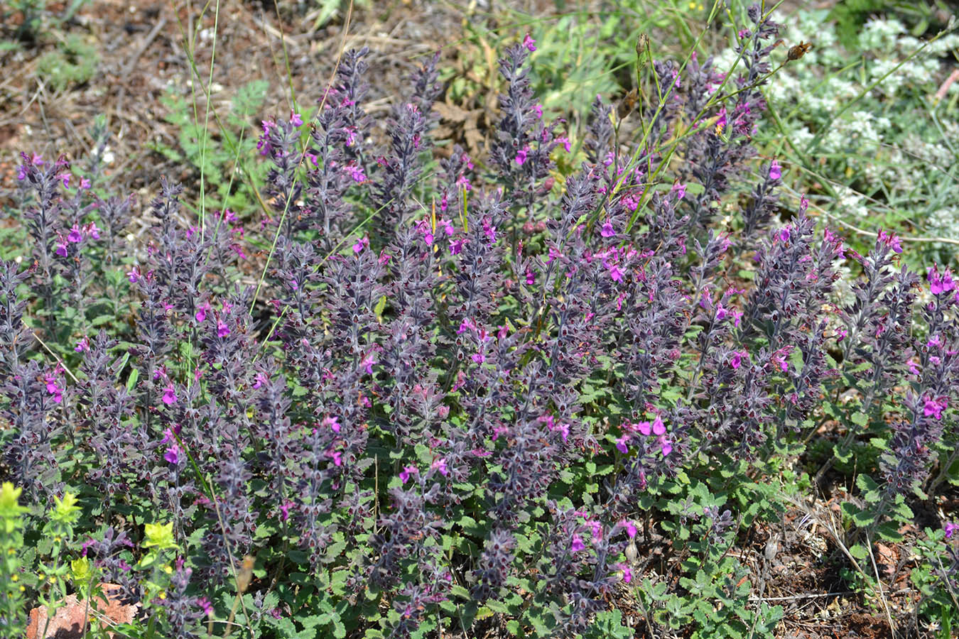 Image of Teucrium chamaedrys specimen.