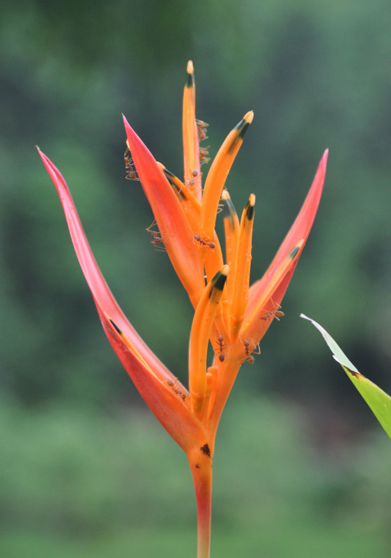 Image of Heliconia psittacorum specimen.