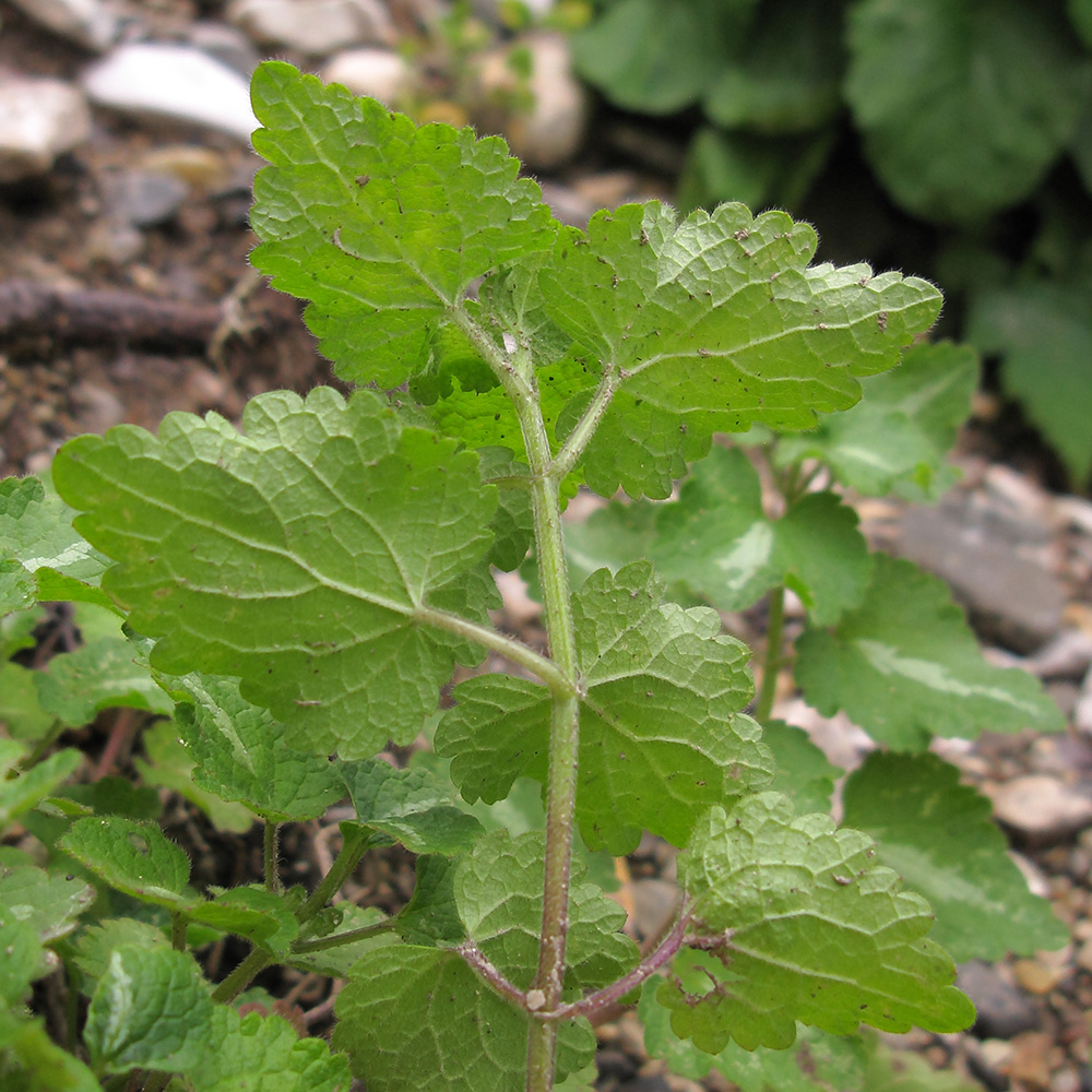 Image of Lamium maculatum specimen.