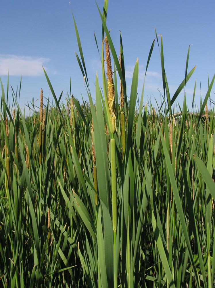 Image of Typha &times; glauca specimen.