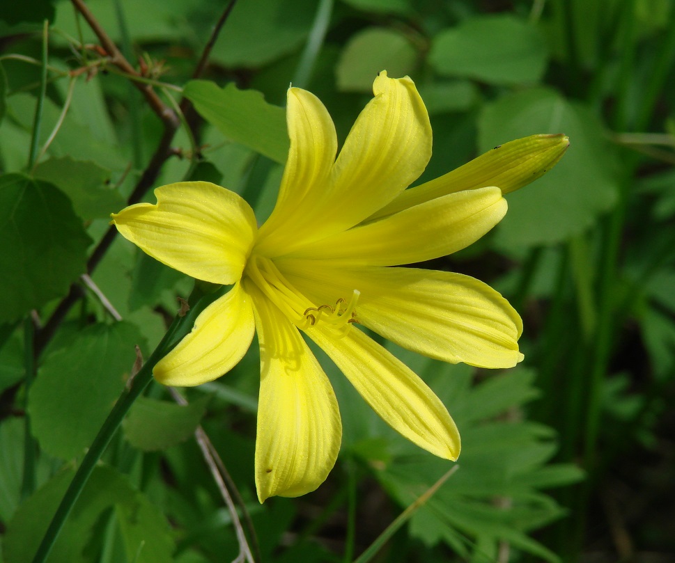 Image of Hemerocallis lilio-asphodelus specimen.