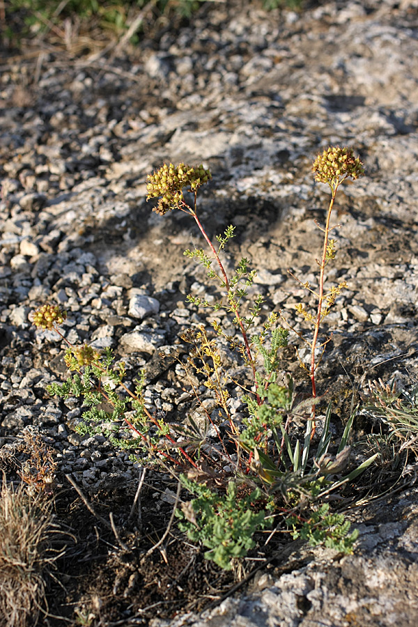 Image of Hypericum scabrum specimen.