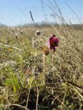 Pulsatilla ucrainica. Цветущее растение на степном склоне. Молдавия, Приднестровье, Слободзейский р-н, окр. с. Новая Андрияшевка. 29.03.2014.