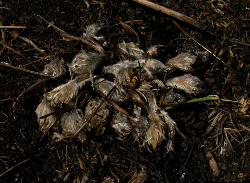 Image of Pulsatilla orientali-sibirica specimen.