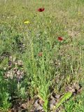 Papaver laevigatum. Цветущее растение на песчано-ракушечниковом грунте. Украина, Донецкая обл., Кривая коса, НПП \"Меотида\". 26.04.2014.