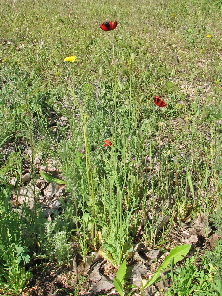 Изображение особи Papaver laevigatum.