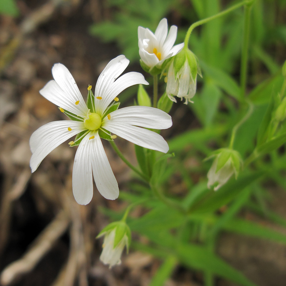 Image of Stellaria holostea specimen.