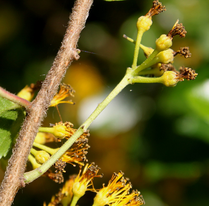 Image of Azara serrata specimen.