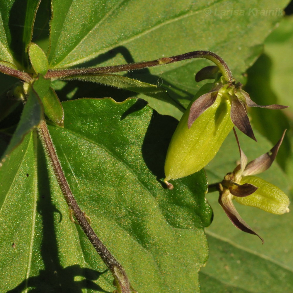 Image of Viola xanthopetala specimen.