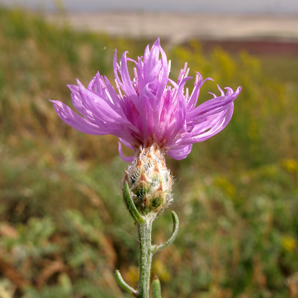 Image of Centaurea arenaria specimen.