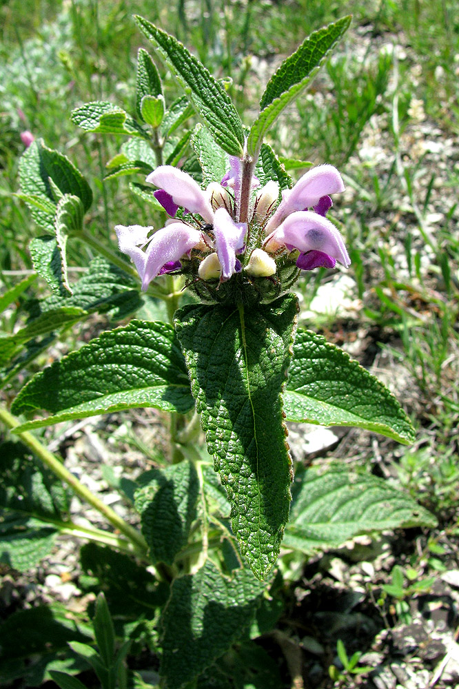 Image of Phlomis taurica specimen.