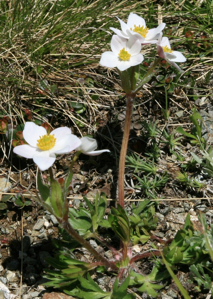 Image of Anemonastrum speciosum specimen.