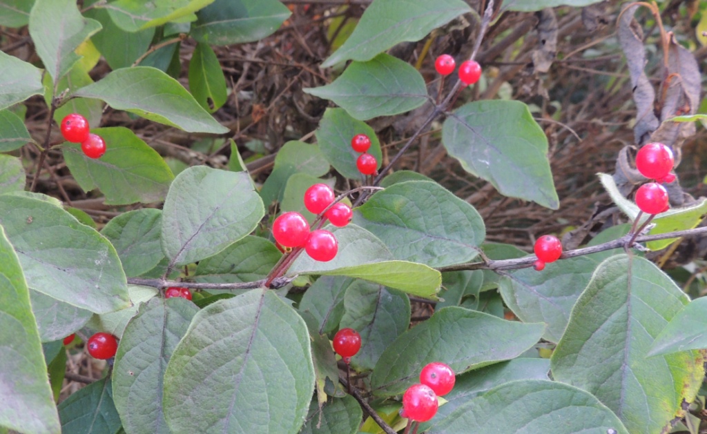 Image of Lonicera chrysantha specimen.