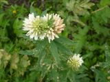 Trifolium lupinaster var. albiflorum