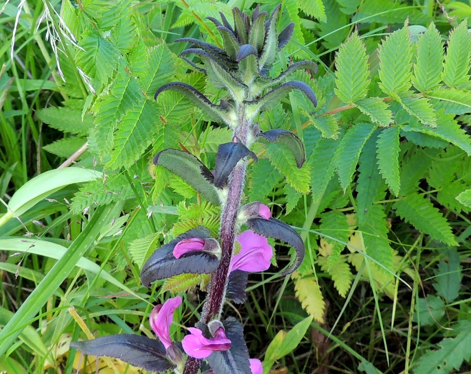 Изображение особи Pedicularis resupinata.