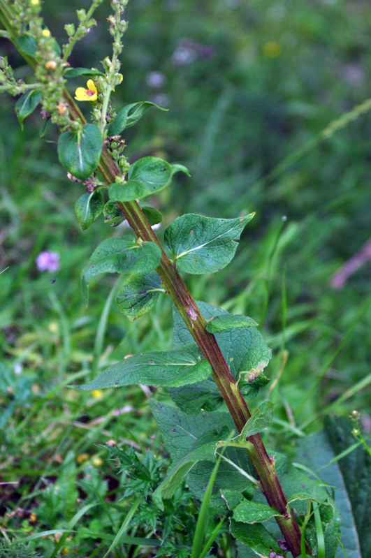 Image of Verbascum pyramidatum specimen.