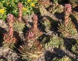 Sempervivum tectorum