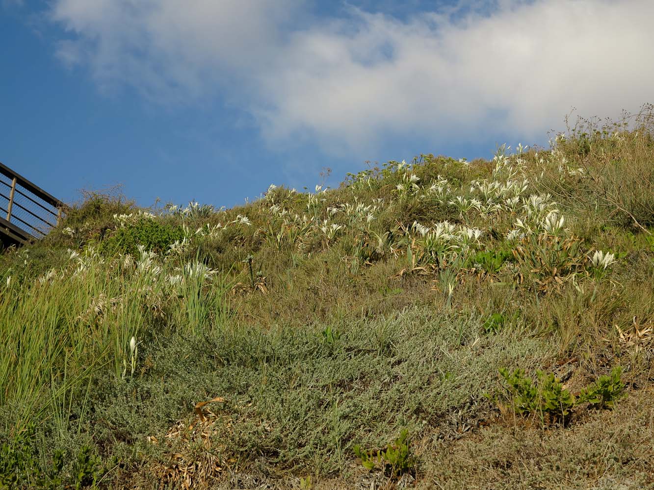 Image of Pancratium maritimum specimen.