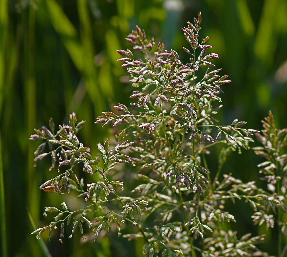 Image of genus Poa specimen.